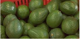 Avocado in Guatemala